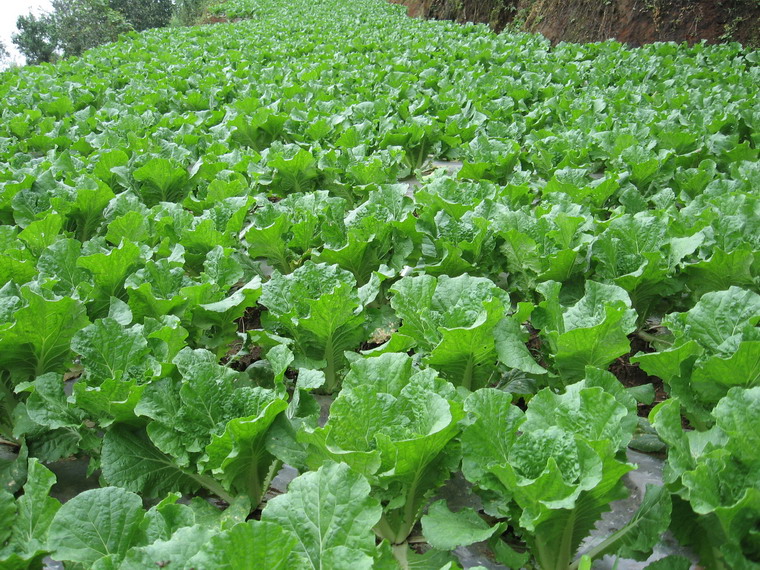 黃腐植酸葉面肥對(duì)蔬菜瓜果有什么實(shí)際應(yīng)用效果