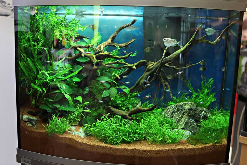 黃腐植酸鈉對(duì)水草缸觀賞魚(yú)水草的改良應(yīng)用