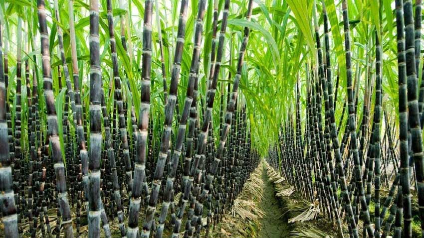 腐植酸銨對甘蔗的增產(chǎn)效果試驗(yàn)