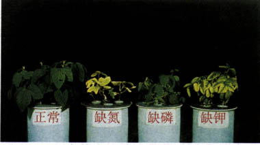 腐植酸對(duì)微肥和氮、磷、鉀、肥料有增效作用